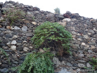 Torre del Baglio